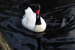 un ver de un negro cuello cisne foto