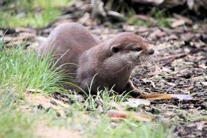A view of an Otter photo
