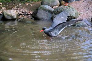 A view of an Inca Tern at Martin Mere Nature Reserve photo