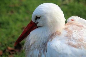 A view of a White Stork at Martin Mere Nature Reserve photo