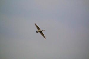 A view of a Whooper Swan at Martin Mere Nature Reserve photo