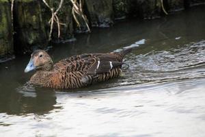 un ver de un eider Pato foto