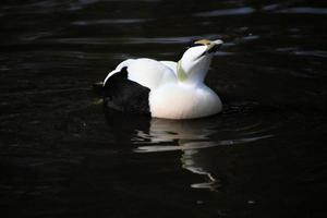 un ver de un eider Pato foto