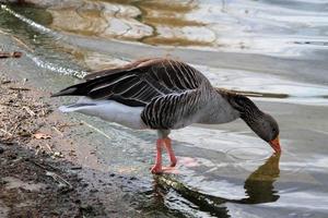 A view of a Greylag Goose photo