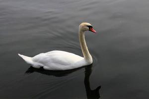 A view of a Mute Swan photo