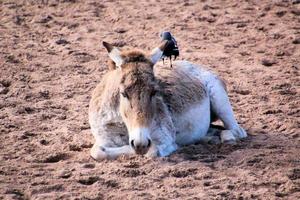 una vista de un caballo salvaje foto