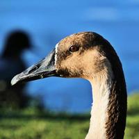 A close up of a Swan Goose photo