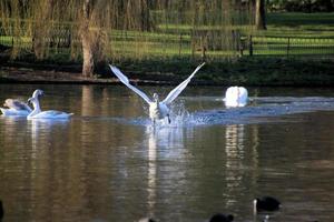 una vista de un cisne mudo foto