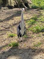 A view of a Grey Heron photo