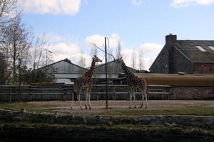 A view of a Giraffe photo