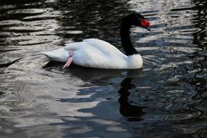 un ver de un negro cuello cisne foto