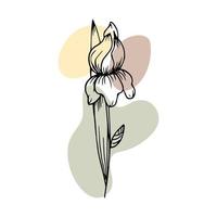 Hand drawn outline flower in doodle style with abstract color splashes added. Illustration, vector