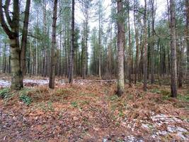 A view of Delamere Forest in the winter photo