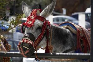 April 2nd 2023 - Mijas, Andalusia Spain - Donkey Wearing Harness - Taxi, Tourist Attraction photo