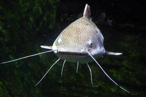 Catfish - Full-Length Photograph - Front View photo