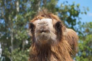 Camel - Close-Up on Face photo