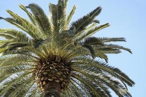 Single Palm Tree and Sky in Background photo