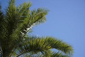 Single Palm Tree and Sky in Background photo