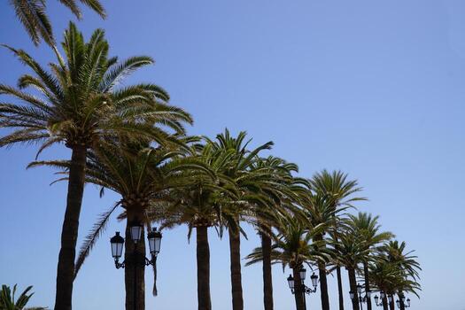 Palm Trees and Sky in Background photo