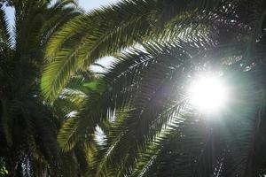 Sun Shining Through Palm Tree Leaves photo