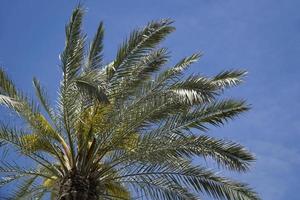 Single Palm Tree and Sky in Background photo