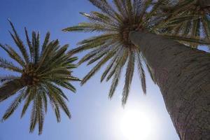 Palm Trees and Sun on Cloudless Sky photo