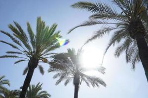 Palm Trees and Sun on Cloudless Sky photo