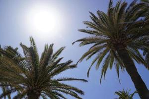 Palm Trees and Sun on Cloudless Sky photo