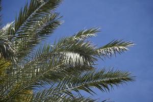 Single Palm Tree and Sky in Background photo