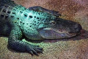 Alligator, Crocodile - Close-Up on Head photo