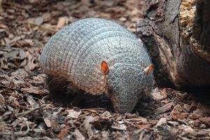 armadillo animal caminando en lecho foto