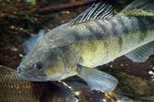 Silver Fish Swimming Underwater photo