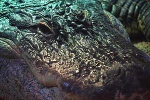 Alligator, Crocodile - Close-Up on Head photo