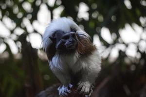 Black and White Cotton-Top Tamarin Monkey Sitting on a Tree photo