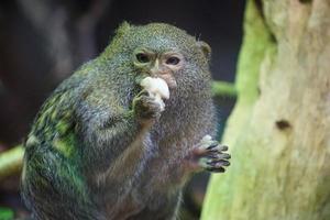 Pygmy Marmoset Monkey Eating photo