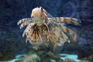 Orange, Brown and White Venomous Coral Reef Fish photo