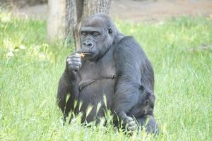 Old Chimpanzee Monkey Sitting in Grass and Eating Something photo