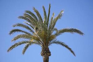 Single Palm Tree and Sky in Background photo