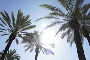 Palm Trees and Sun on Cloudless Sky photo