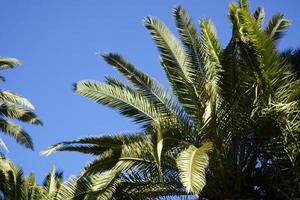 Single Palm Tree and Sky in Background photo