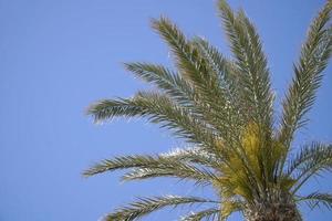 Single Palm Tree and Sky in Background photo