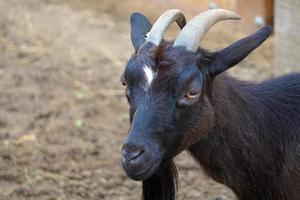 negro cabra con cuernos - de cerca en cabeza foto