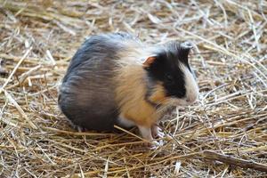 Guinea Pig - Pet Animal photo