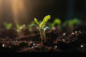 Seedling in dark soil with a drop of water in the sunlight created with technology. photo