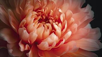 Coral peony flower in bloom. Floral background. . photo