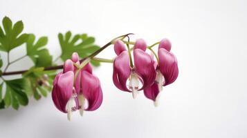 Dicentra in bloom. Floral background. . photo