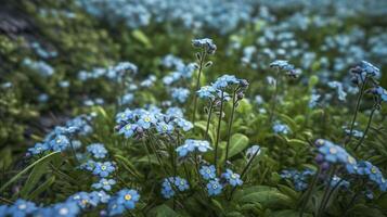 Forget-me-nots in bloom. Floral background. . photo