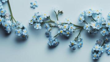 Forget-me-nots in bloom. Copy space. . photo