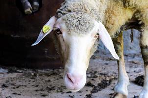 Sheep on the farm photo