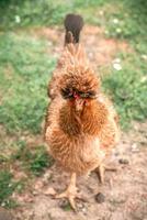 Funny chicken hairstyle photo